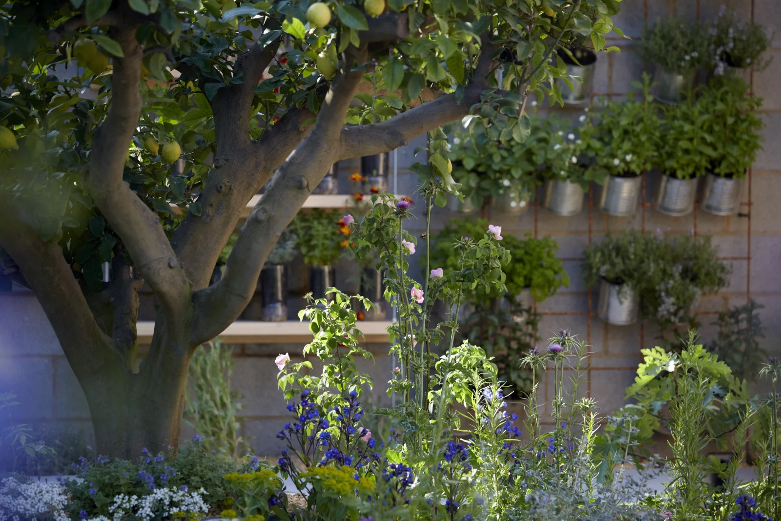 The Lemon Tree Trust Garden RHS Chelsea Flower Show 2018 — Tom Massey