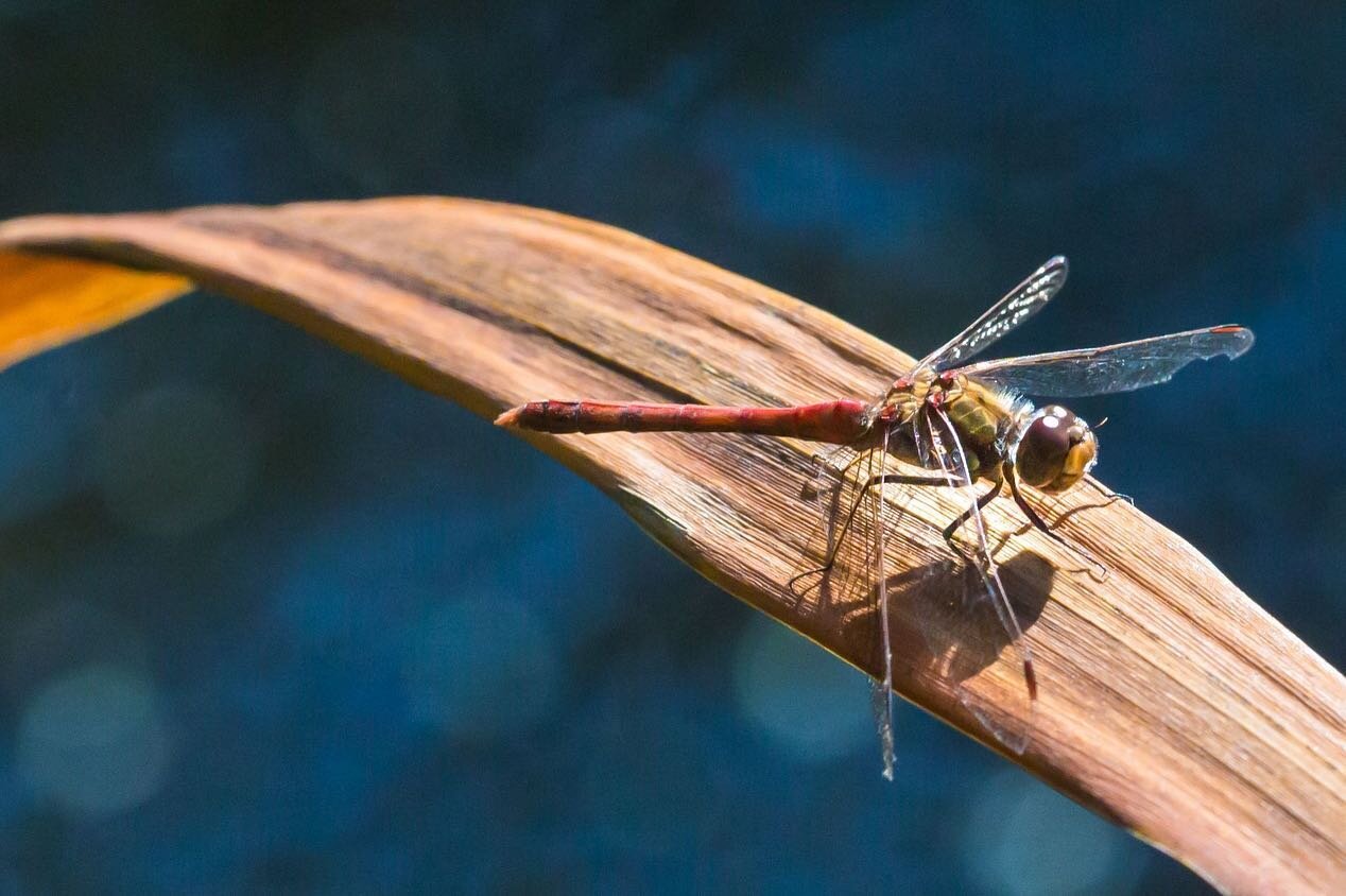 A miniature realm in breathtaking clarity - @tammymarlar creates a portal, capturing the intricate complexity of insect life in her arresting and beautifully shot images.

Very excited to have her on board to be photographing the @royentsoc @project.