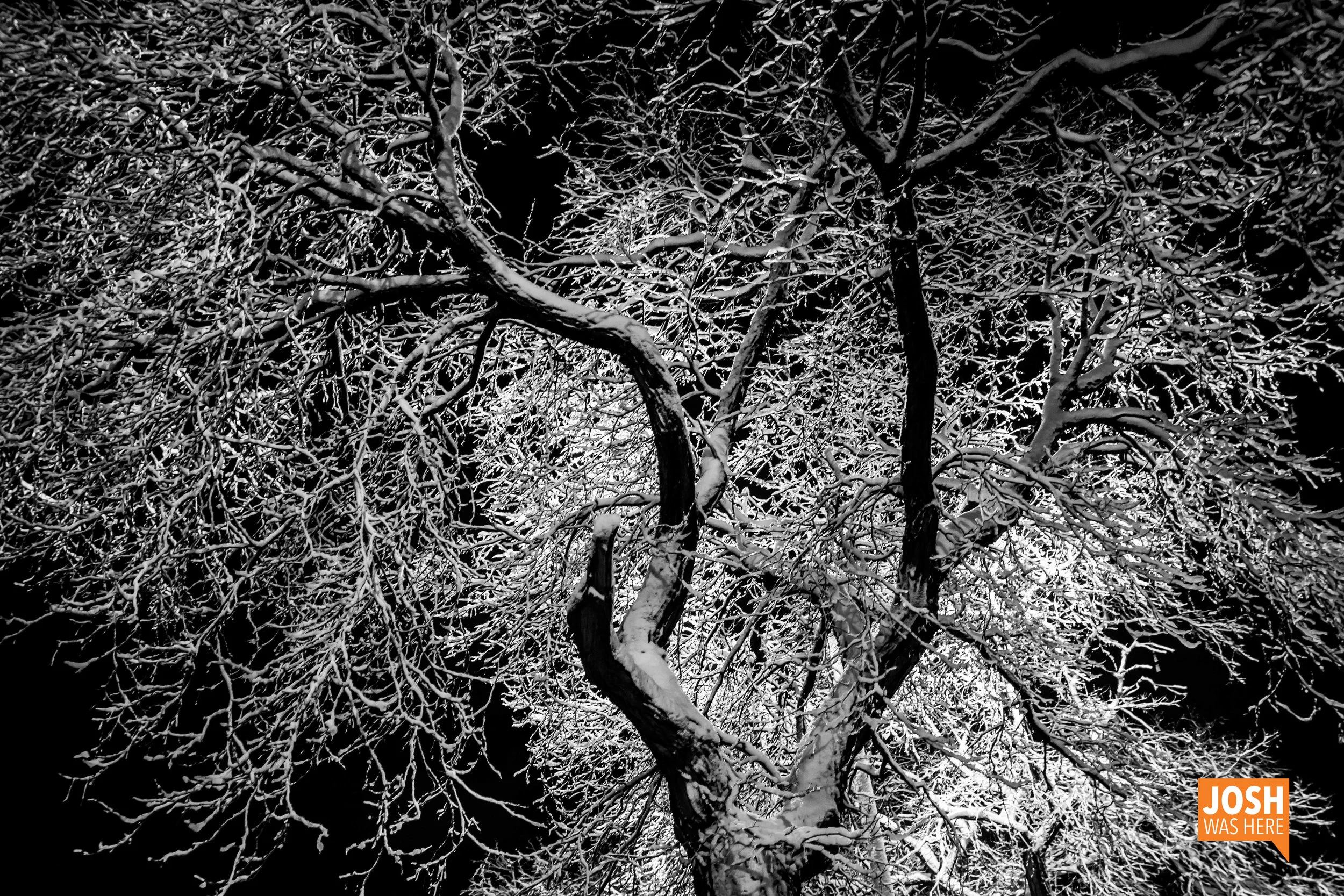 Snow Nov 20 2015 (41).jpg