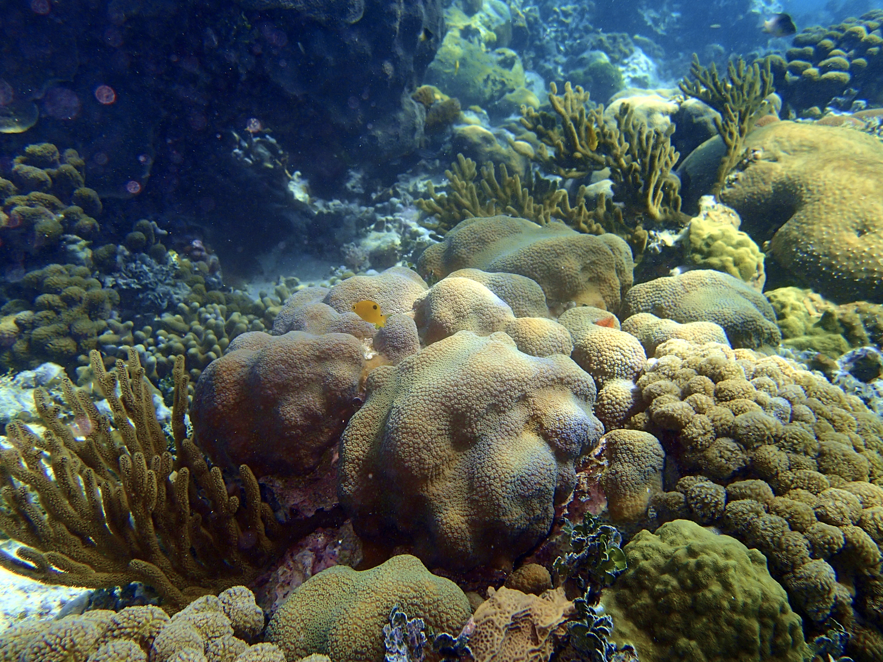 Underwater-034 1.jpg