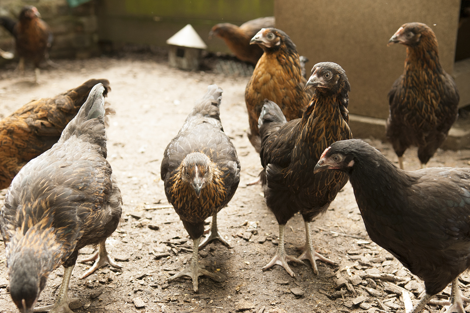 What Does 'Free Range' Actually Mean? — Higher Oak Farm