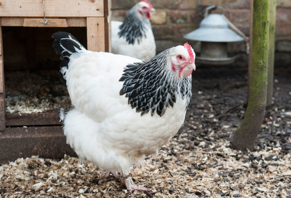 Light Sussex — Higher Oak Farm