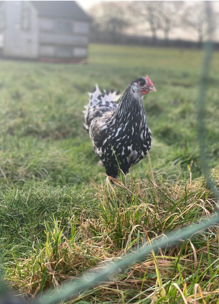 Screen Shot 2020-04-07 at 15.27.53.png