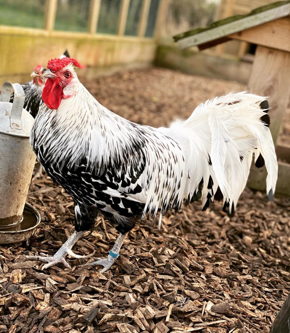 Screen Shot 2020-04-07 at 15.27.29.png