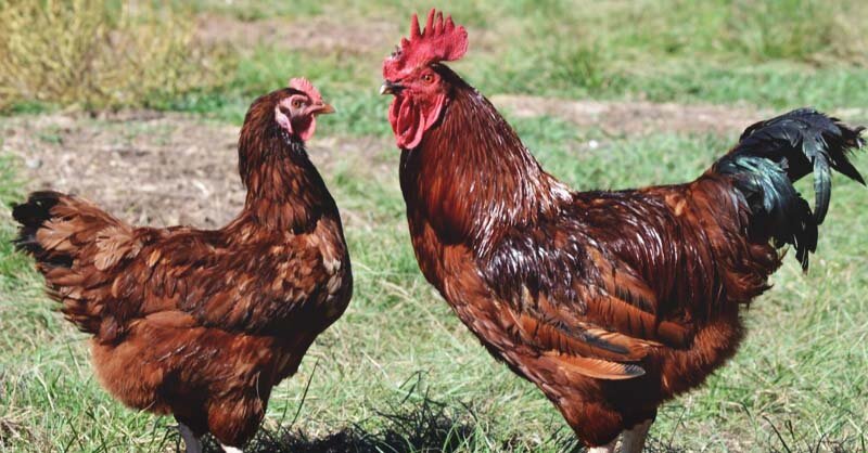 About-Rhode-Island-Red-Chickens-One-of-the-Most-Popular-Breeds-FB.jpeg