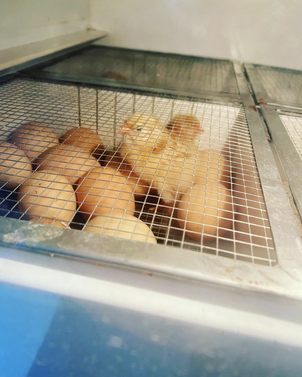 Nurturing Rare Breed Chickens: A Journey from Hatching to Adulthood ...