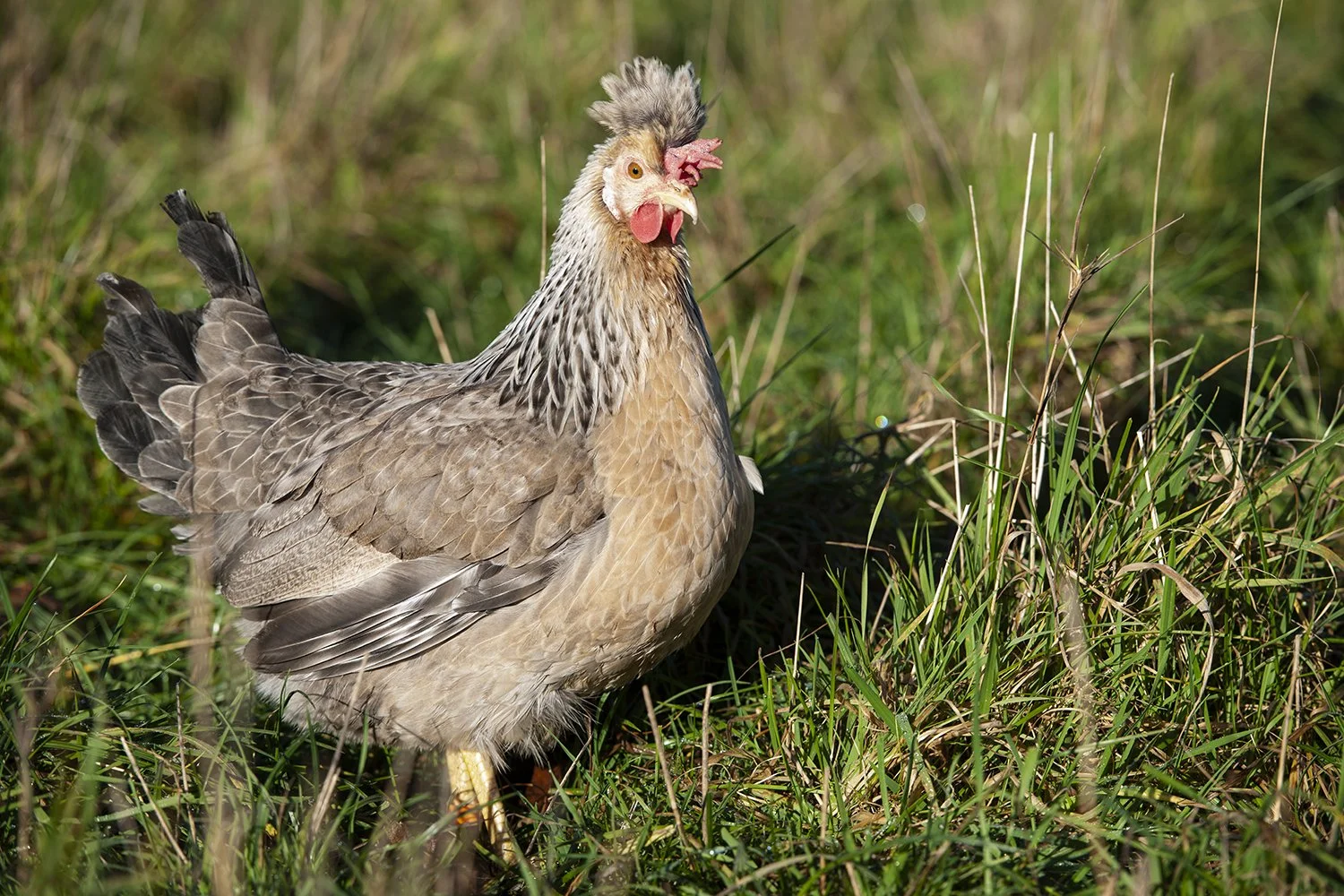 The Captivating Tale of the Cream Legbar Rare Breed Chicken