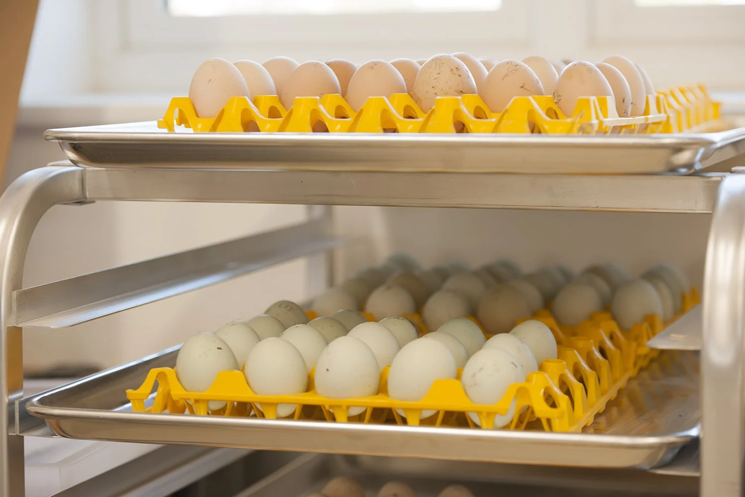 How to check if a chicken egg is fertilised 