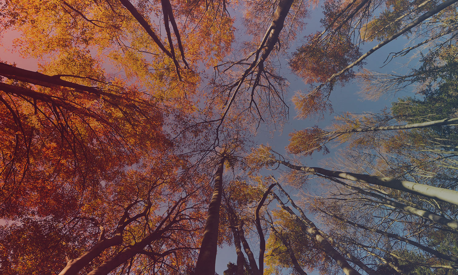 uptrees.jpg