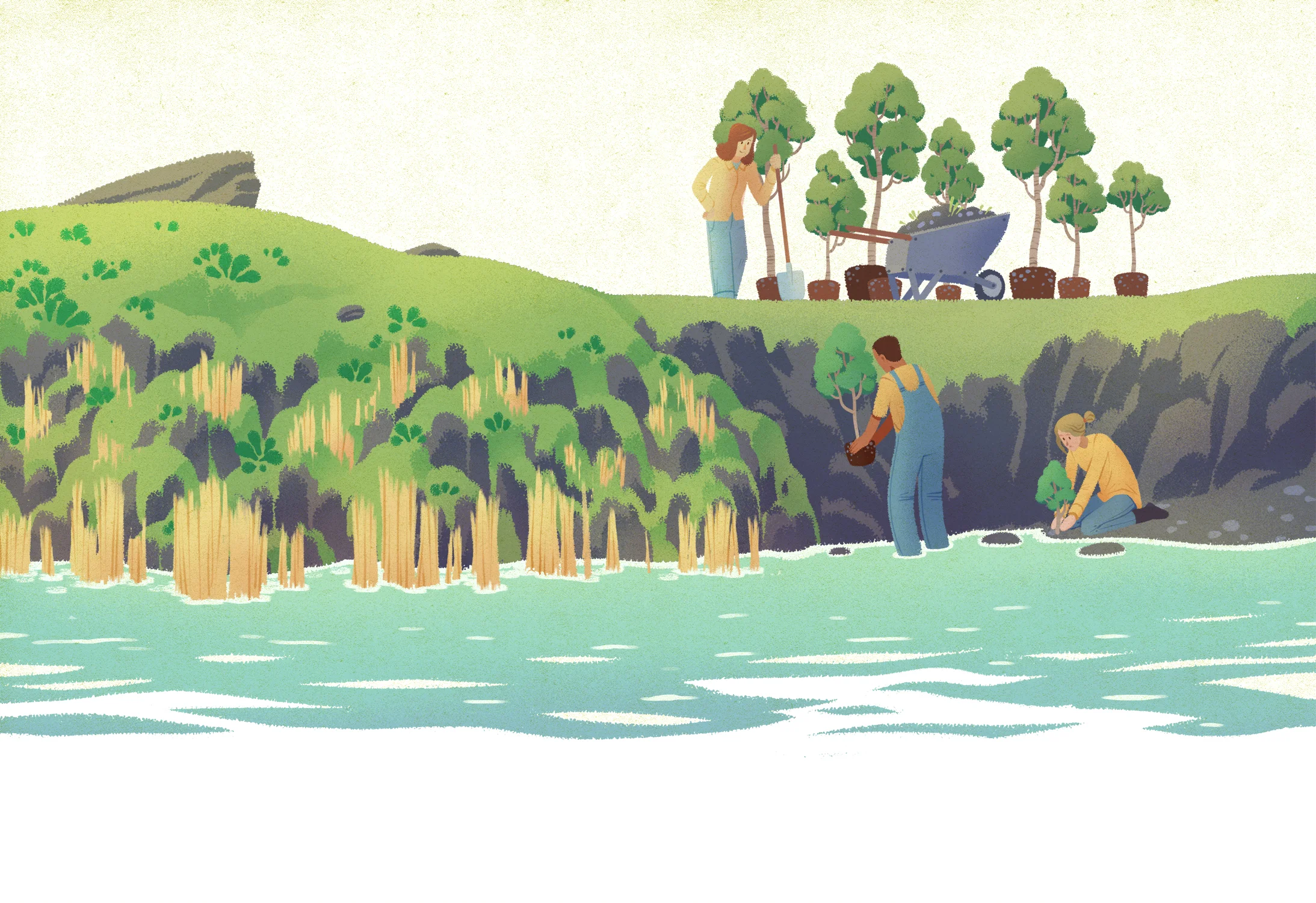 Riparian tree buffs copy.jpg