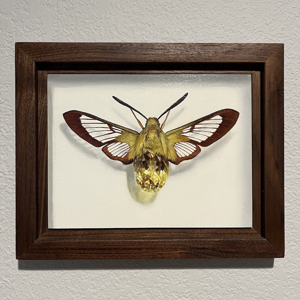 Clearwing Gold framed2.jpg
