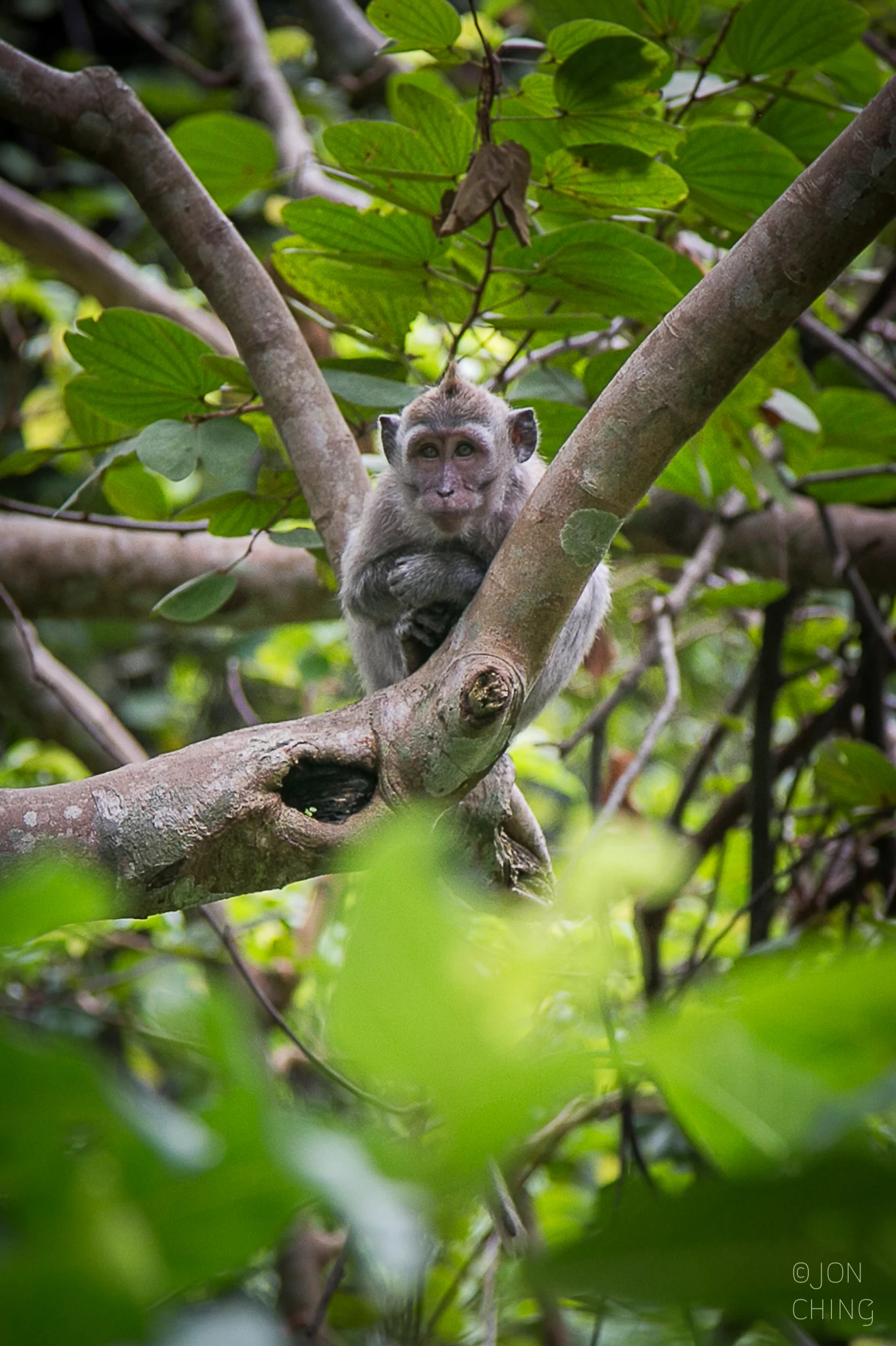 Monkey Forest