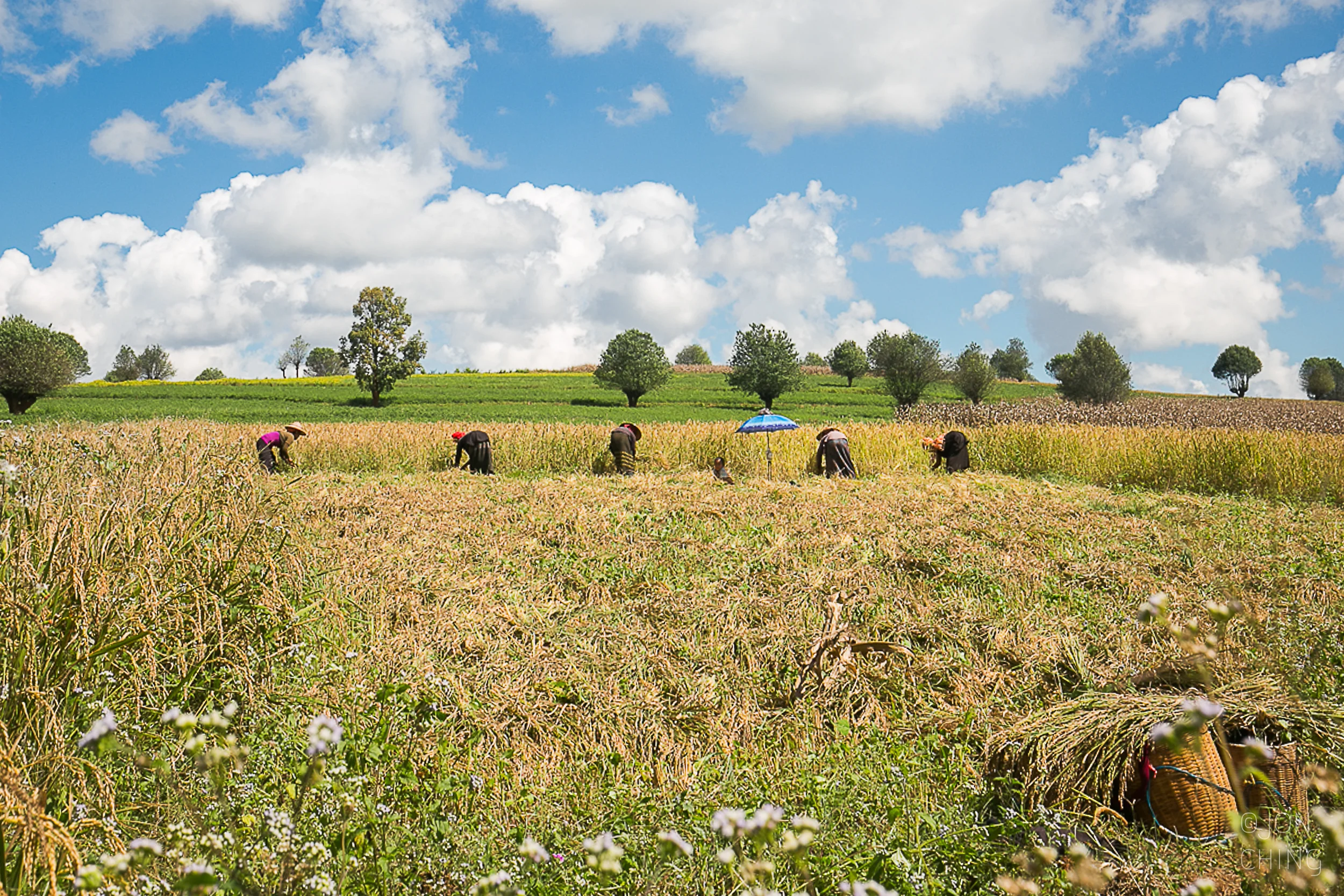 Rice Harvest