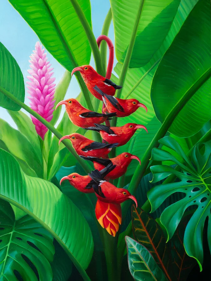 Moke's I'iwi web.jpg