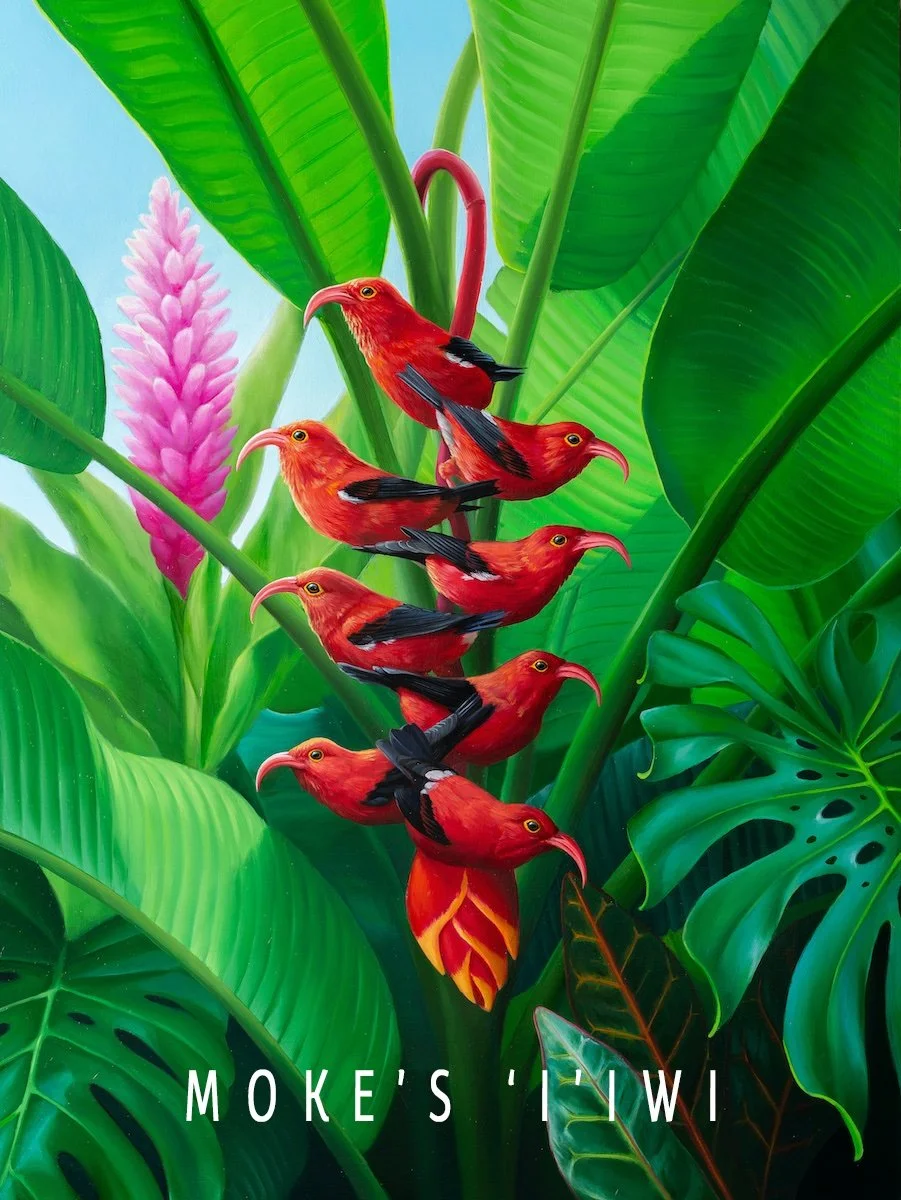 Jon Ching - Moke's I'iwi.jpg