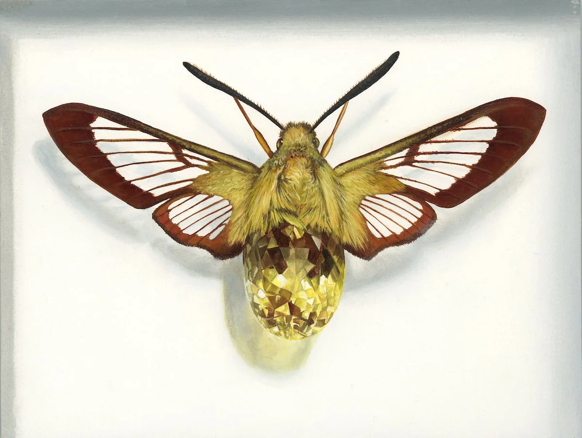 Clearwing Gold _web.jpg