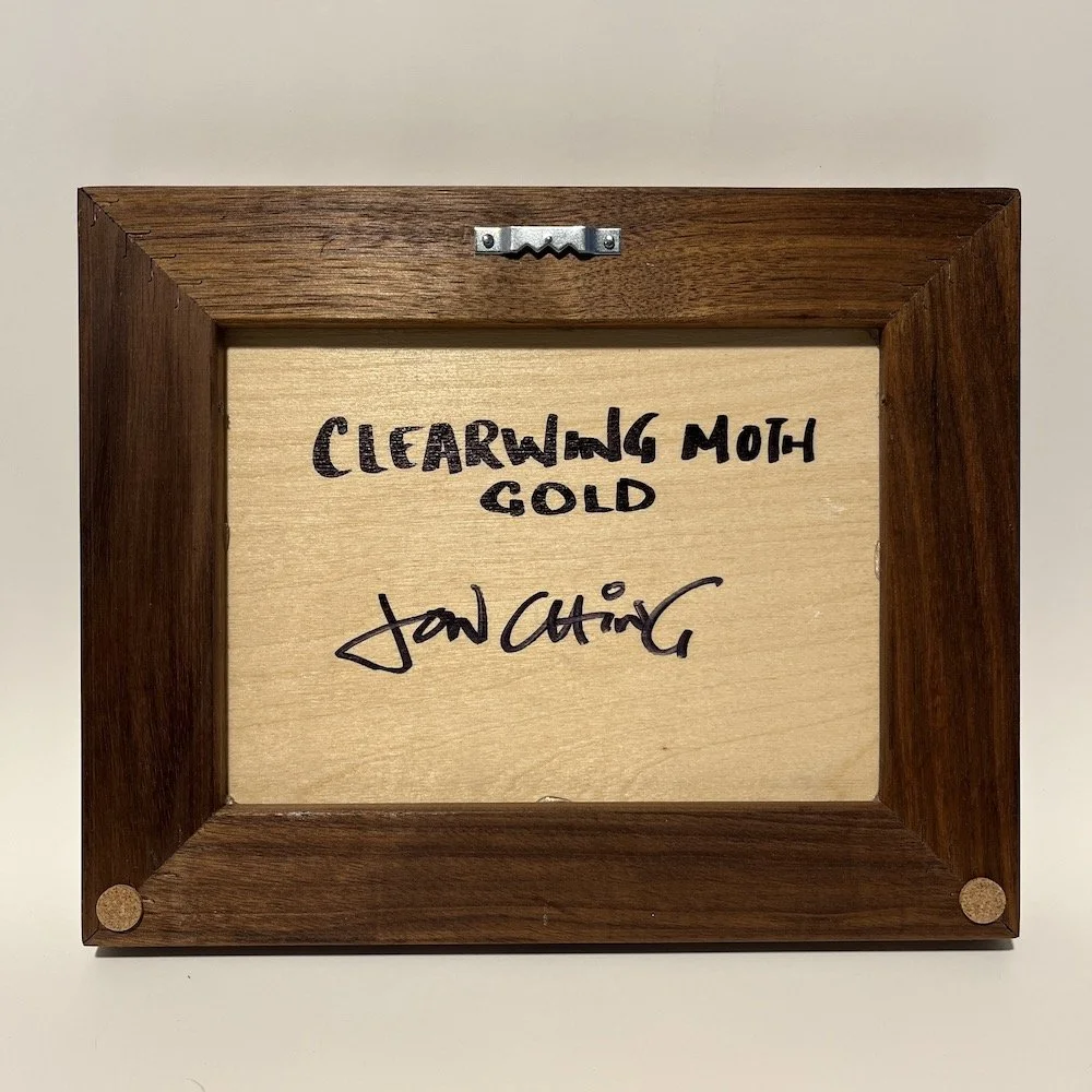 Clearwing gold 4.jpg