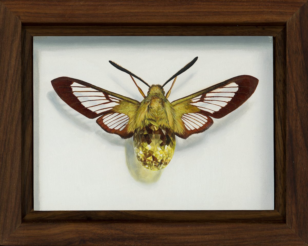 Clearwing Gold Framed_web.jpg