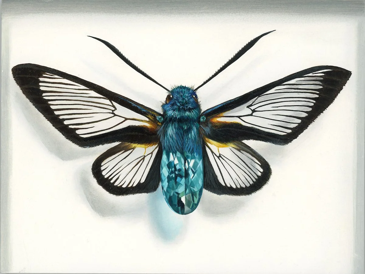 Clearwing Blue_web.jpg