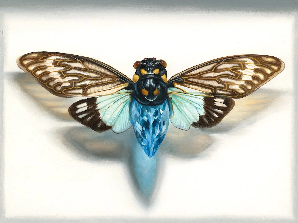 Cicada blue_web.jpg
