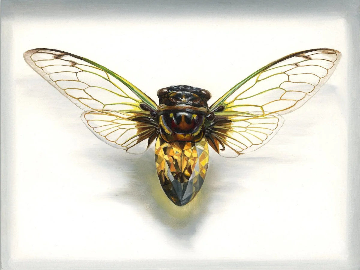 Cicada Gold_web.jpg