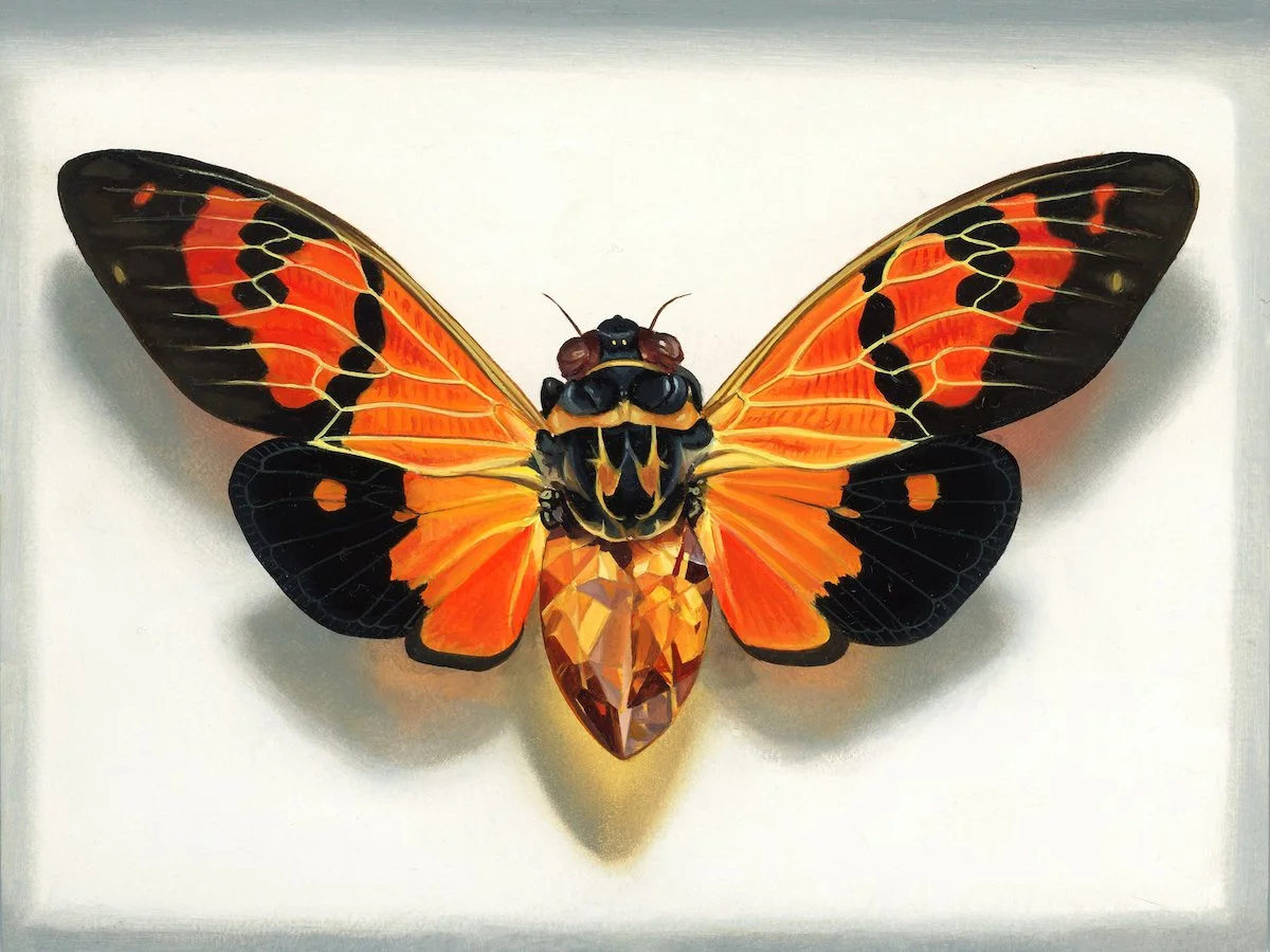 Cicada Orange_web.jpg