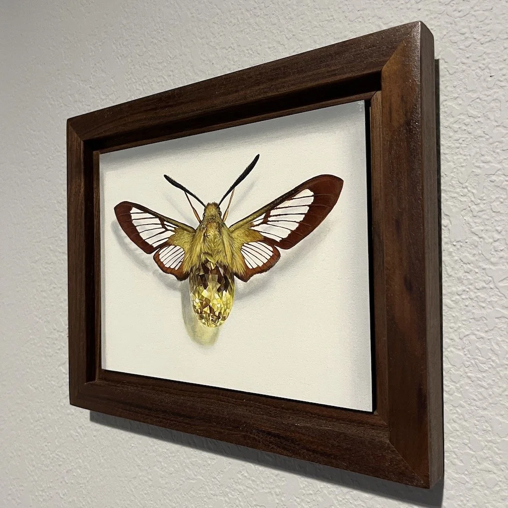 Clearwing gold framed 3.jpg
