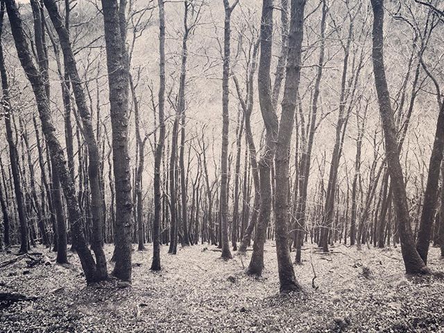 #woodlands #woods #trees #finglewoods #dartmoor