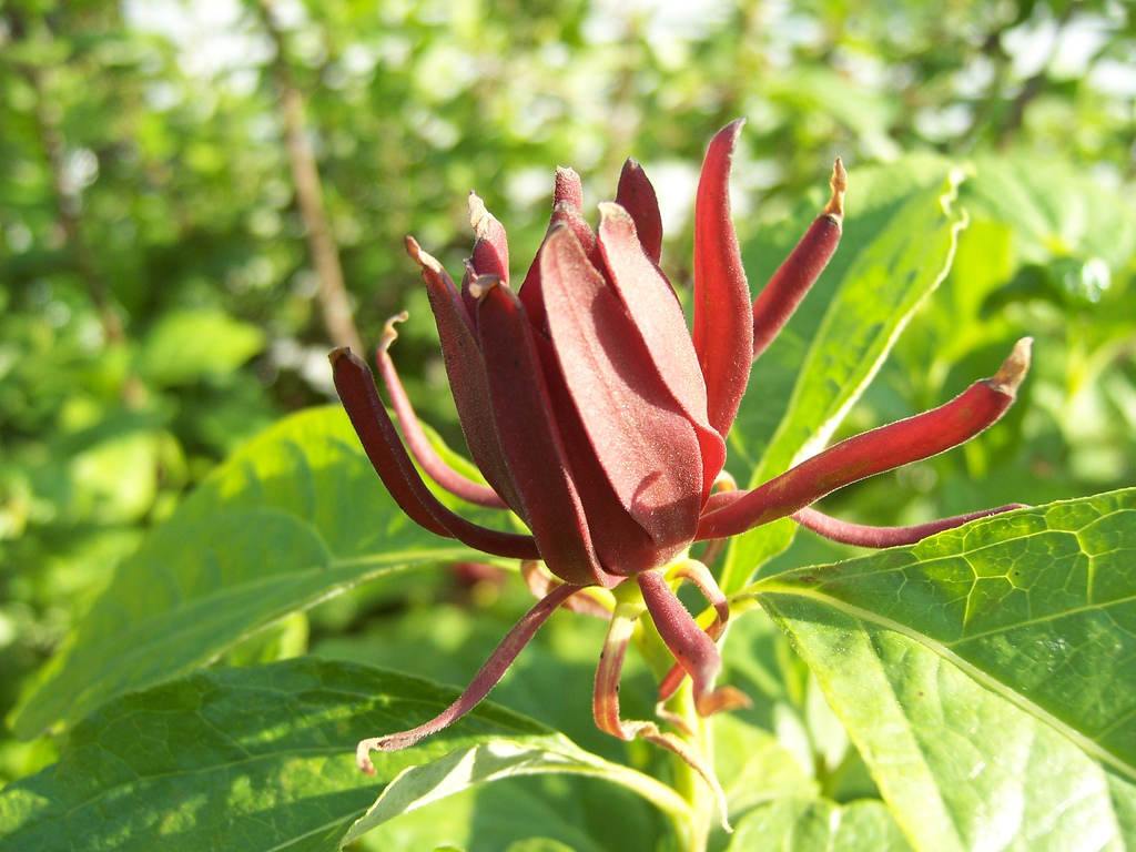 Calycanthus floridus