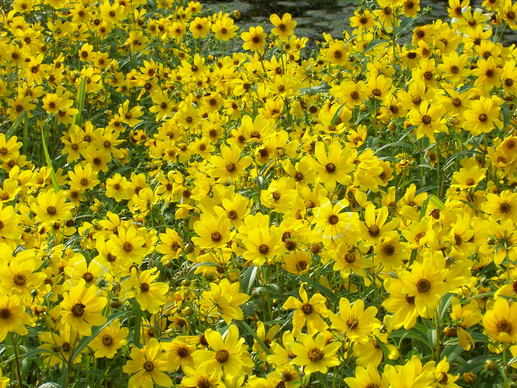 Bidens laevis