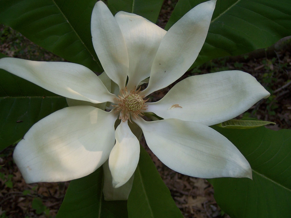 Magnolia tripetala