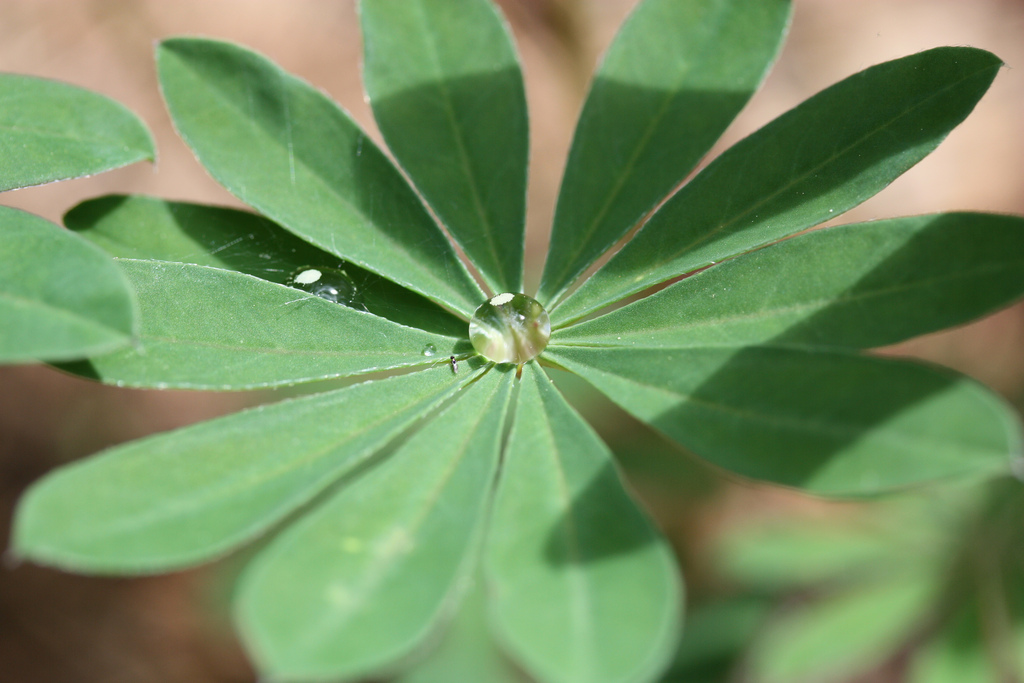 Lupinus perennis