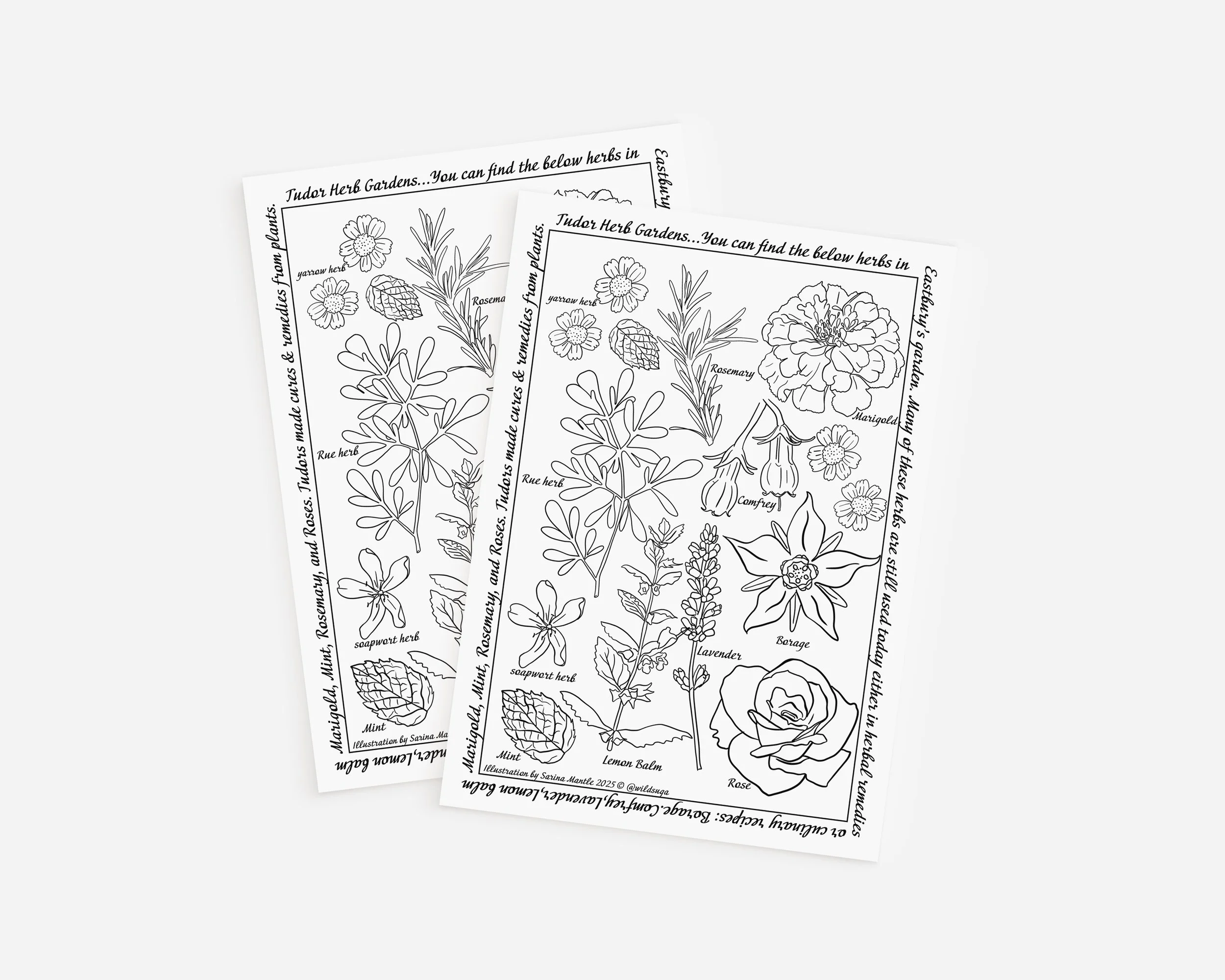 1 colouring sheet herbs -flowers eastbury.jpg