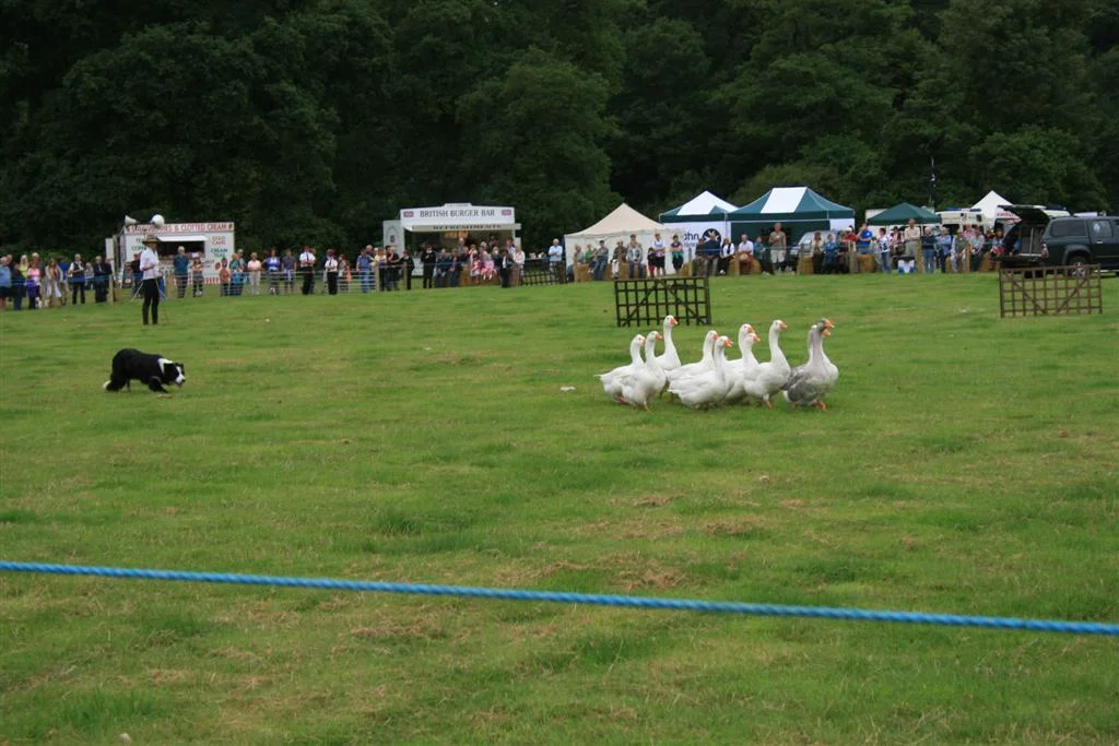 IMG_0288-Large.jpg