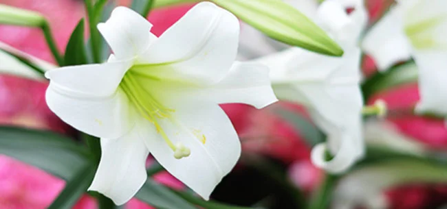 fundrasier-easter-lillies.jpg