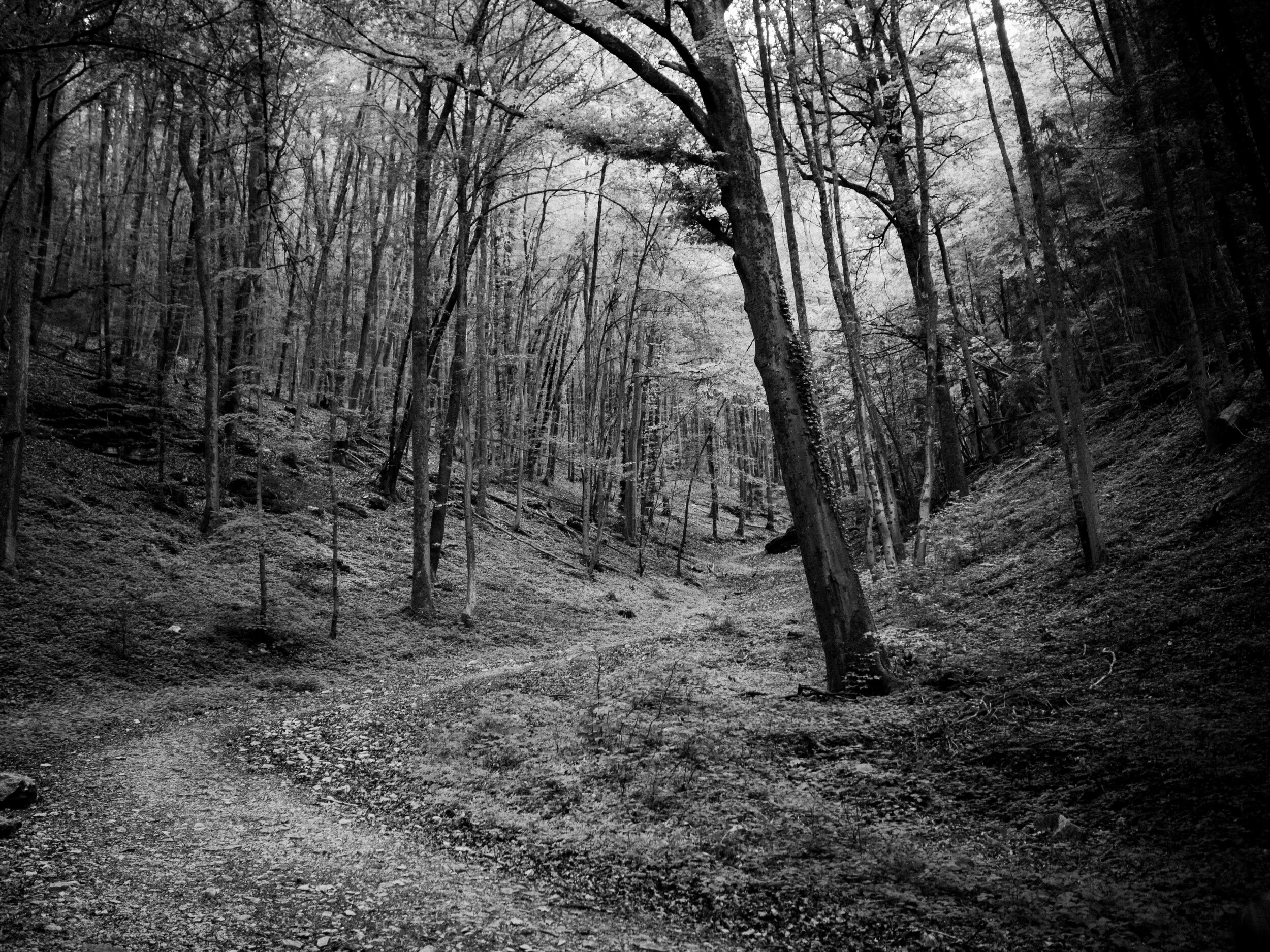 Bavarian Forest (2015)