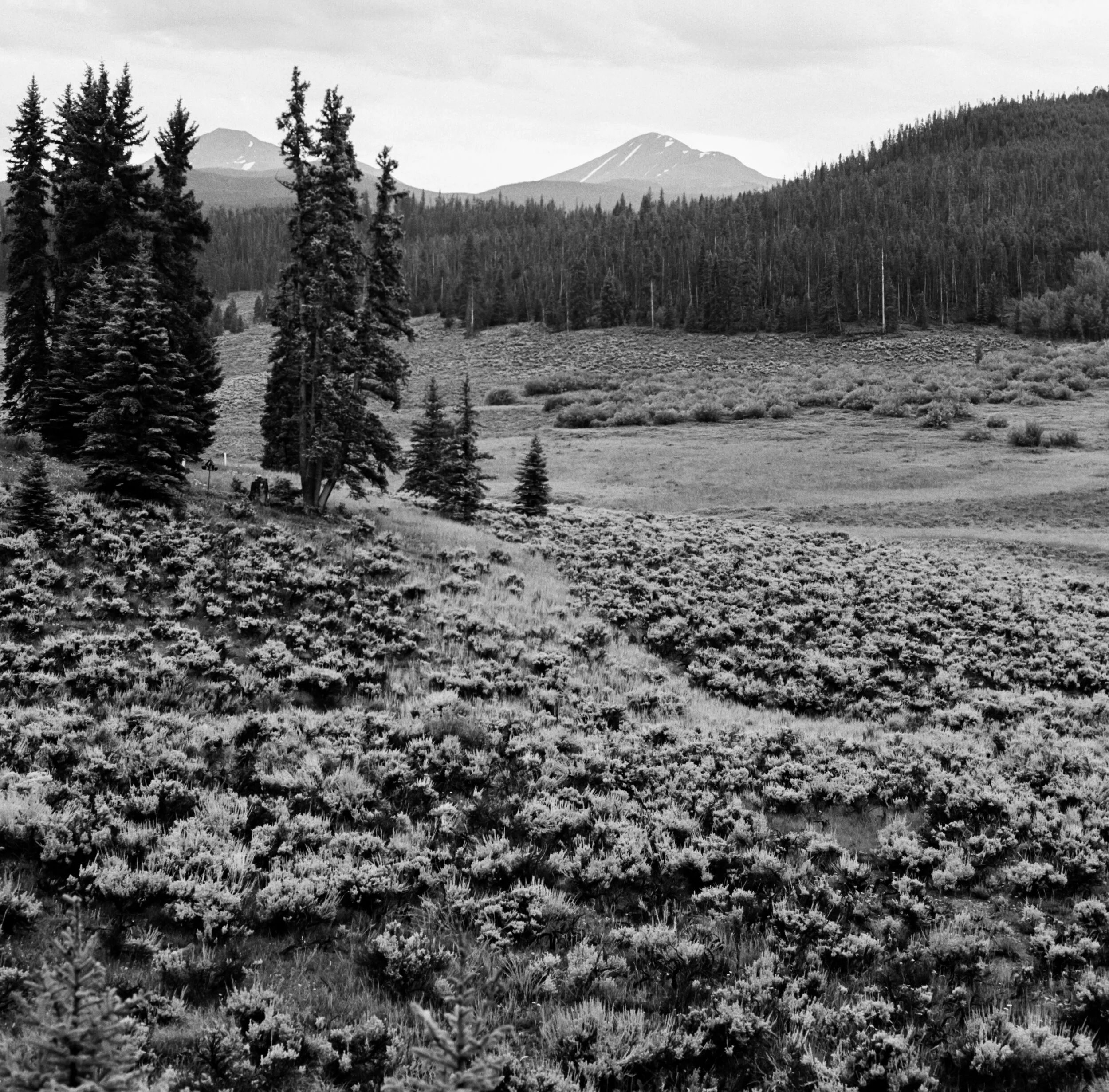 Forest's Edge (2018) 