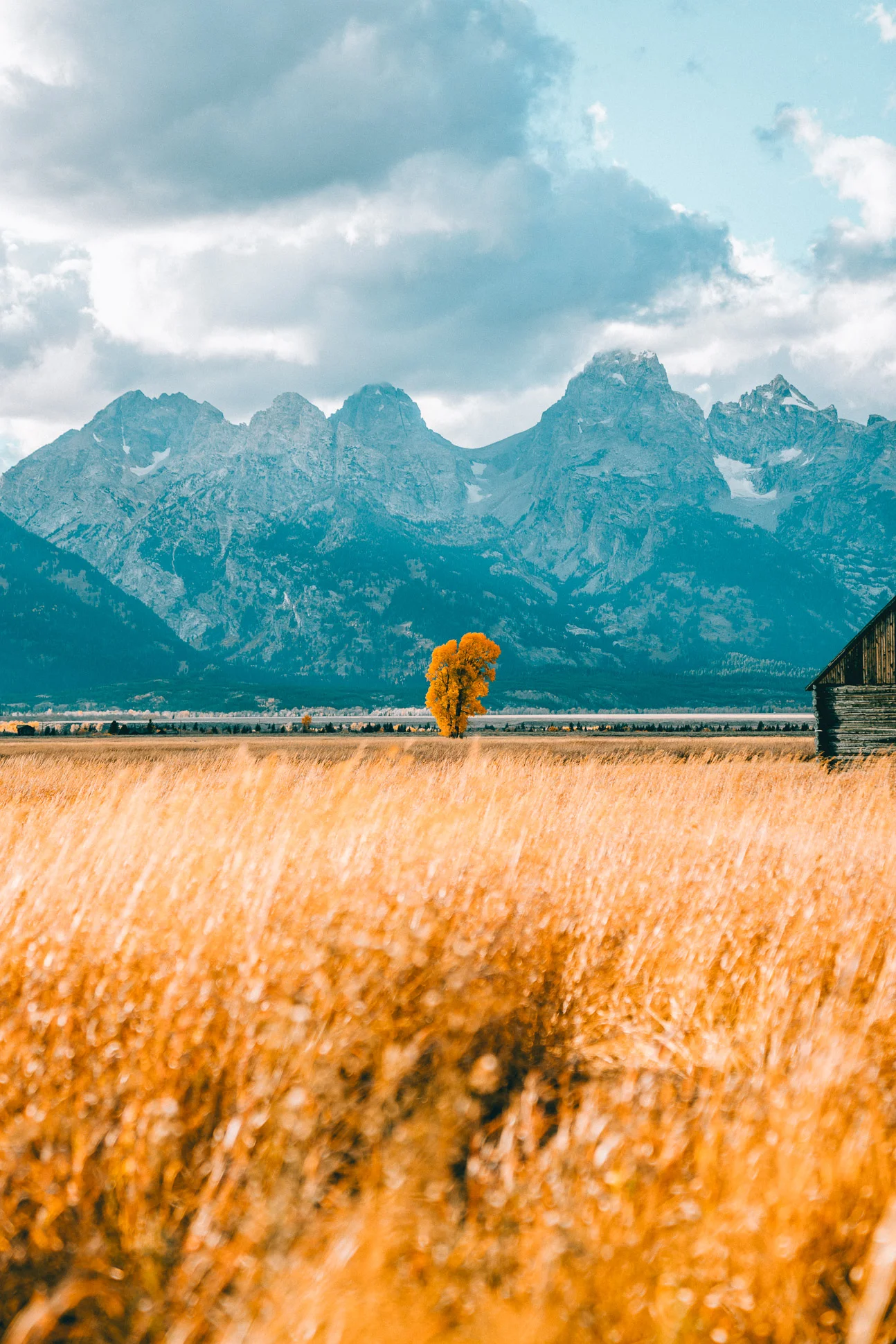 collindewell_autumninjacksonhole-2.jpg