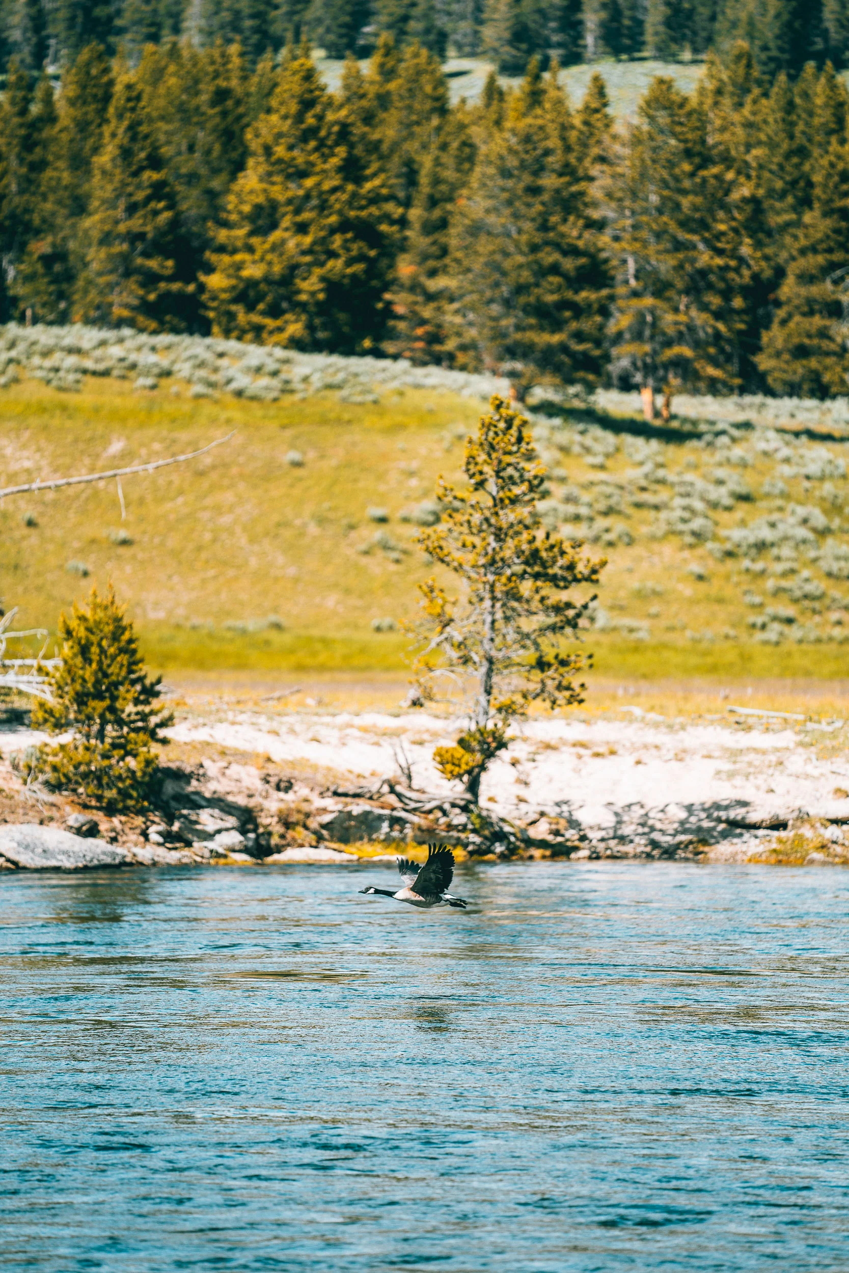 collindewell_montana_021.jpg