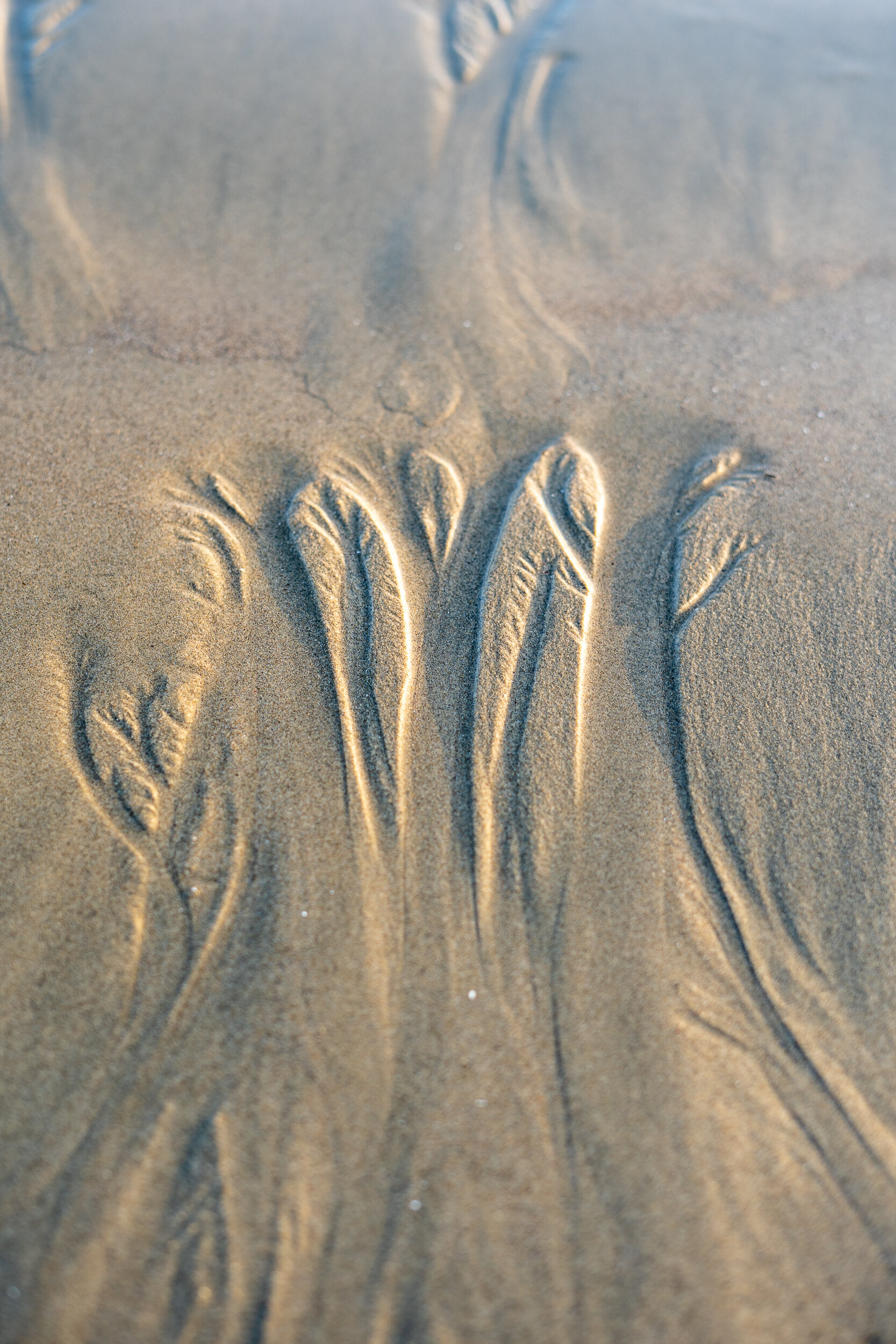 collindewell_sand angel.jpg