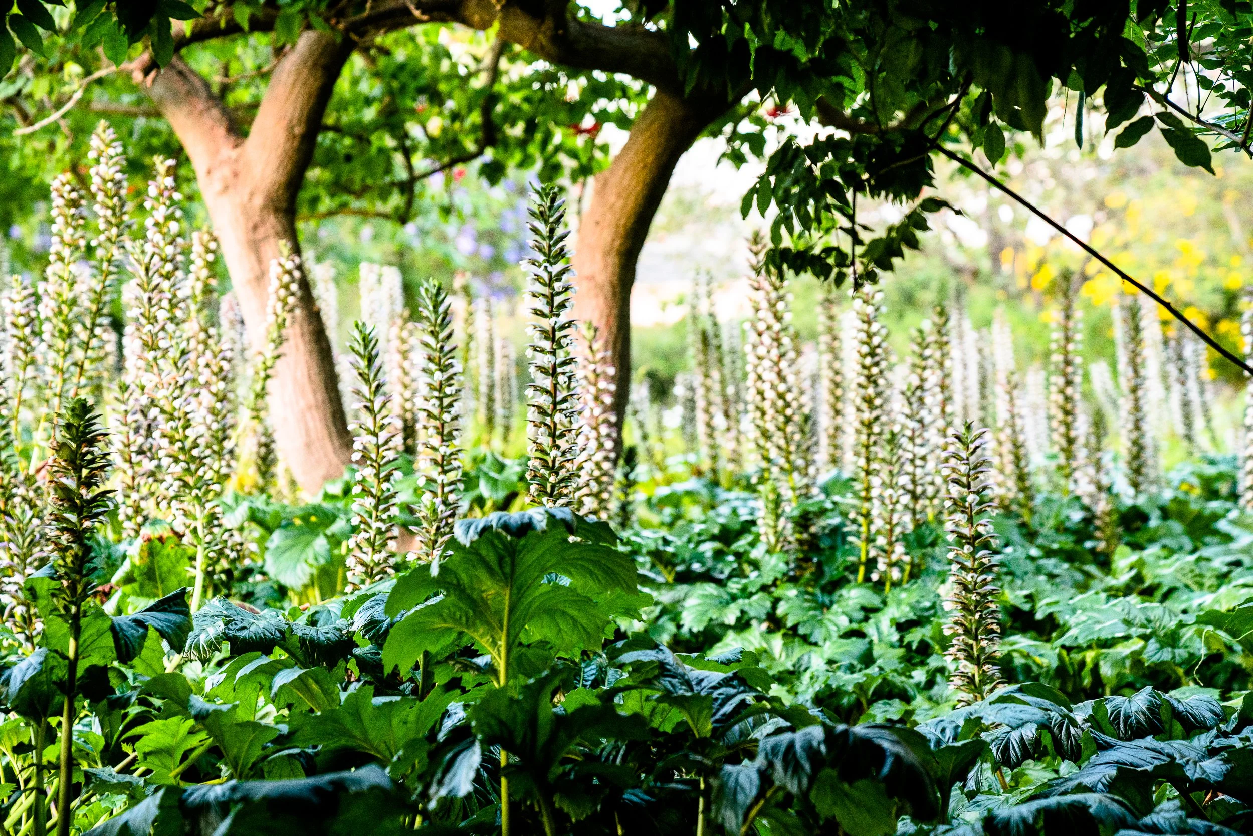 collindewell_art for ronnie-5.jpg