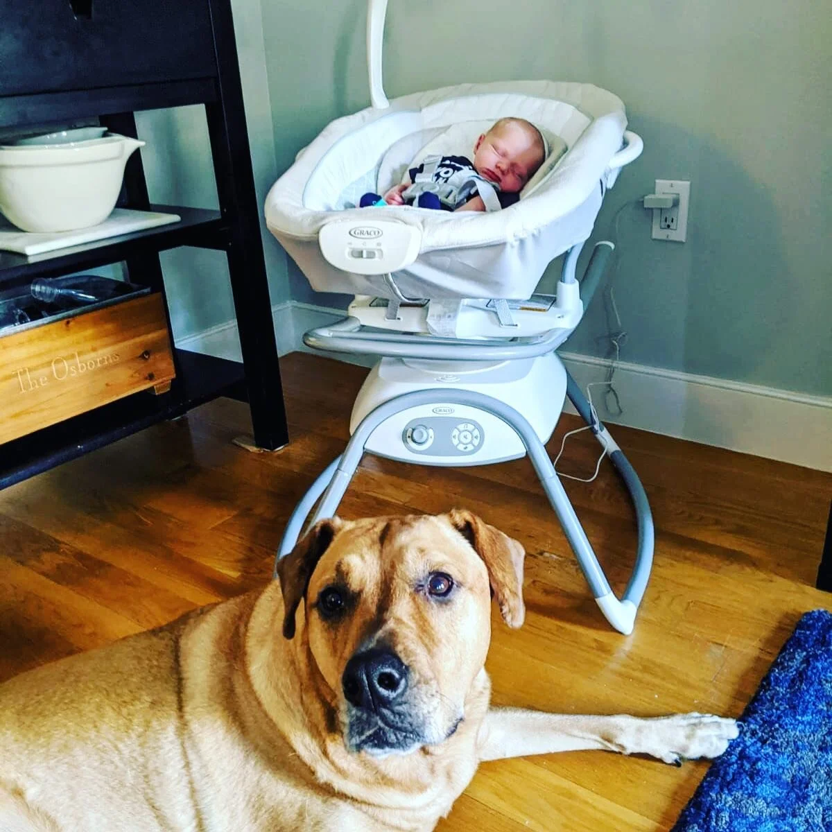 Meet my bodyguard @palthepistol #sosleepy #milkdrunk