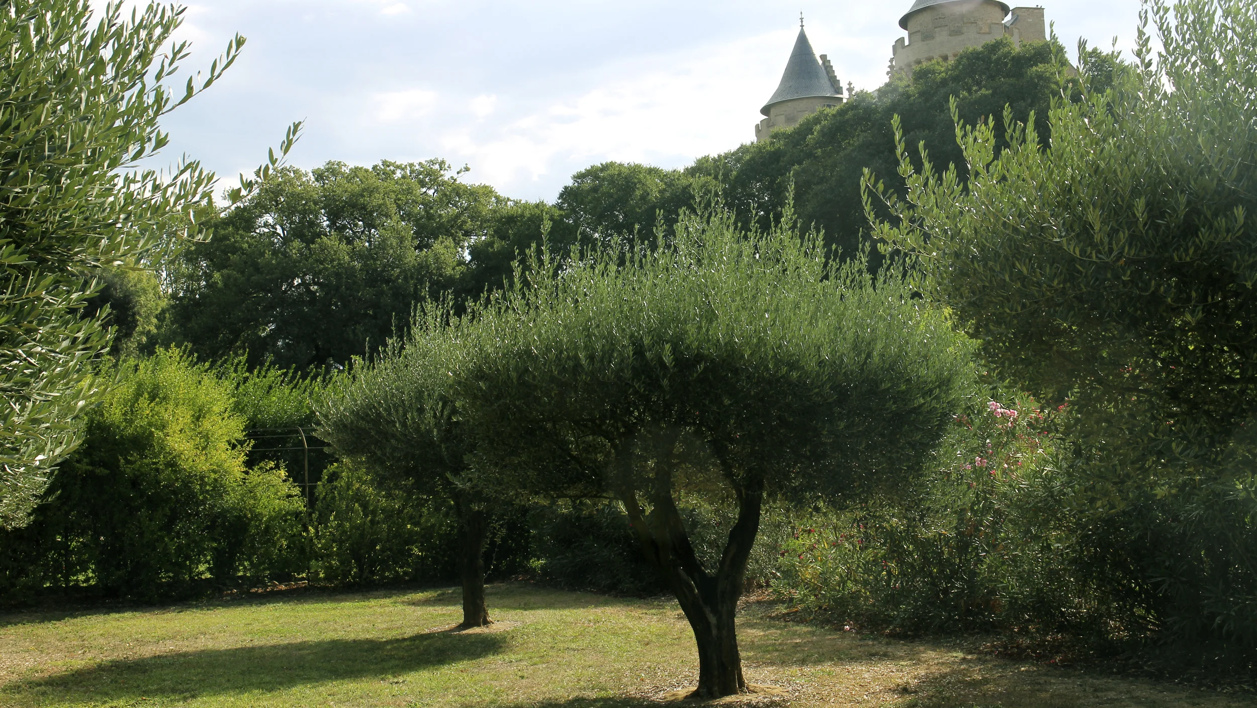 Jardin_olivier.jpg