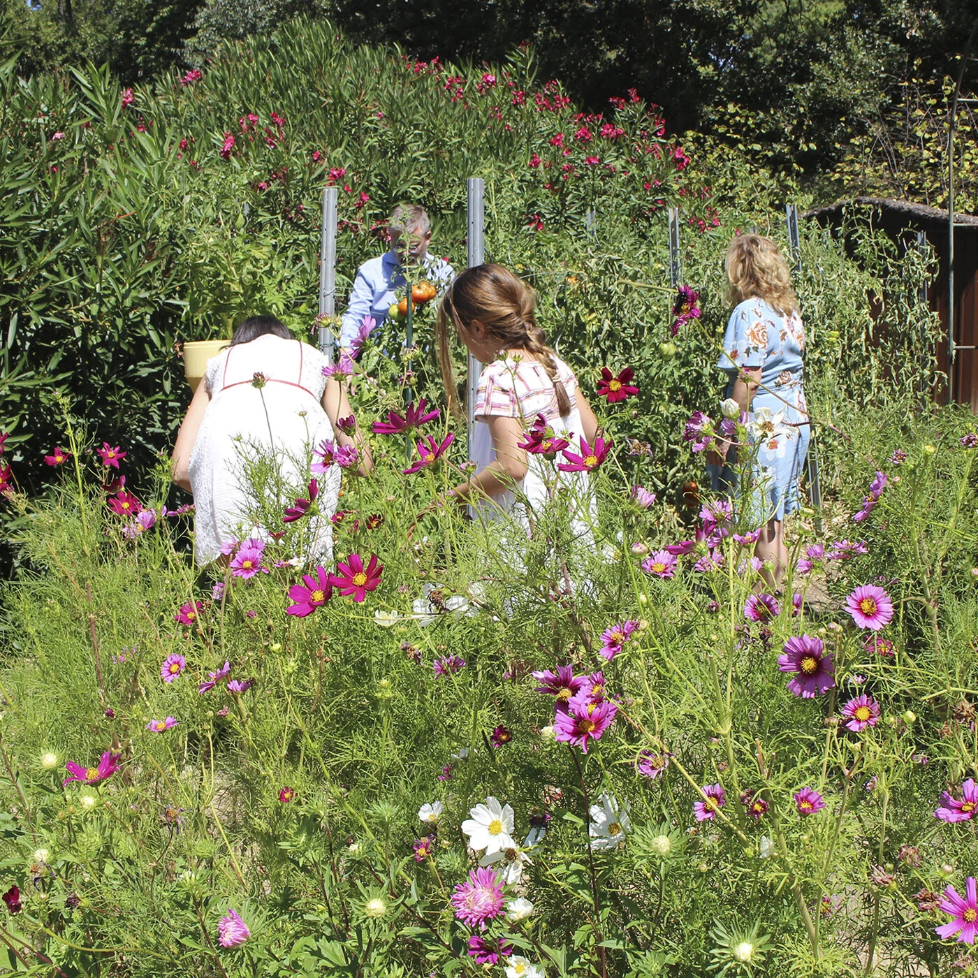 jardin potager