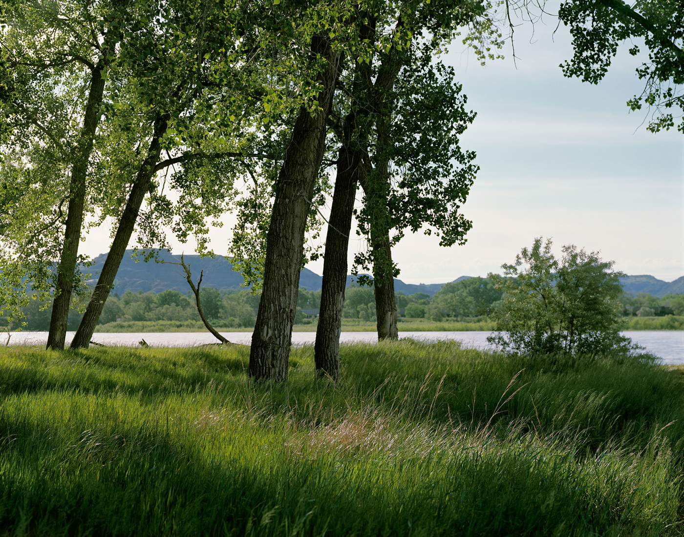 Mary Peck Cottonwoods, Yellowstone River Glendive, Montana Archival pigment print Edition of 15 22 x 26 ½ inches 2017
