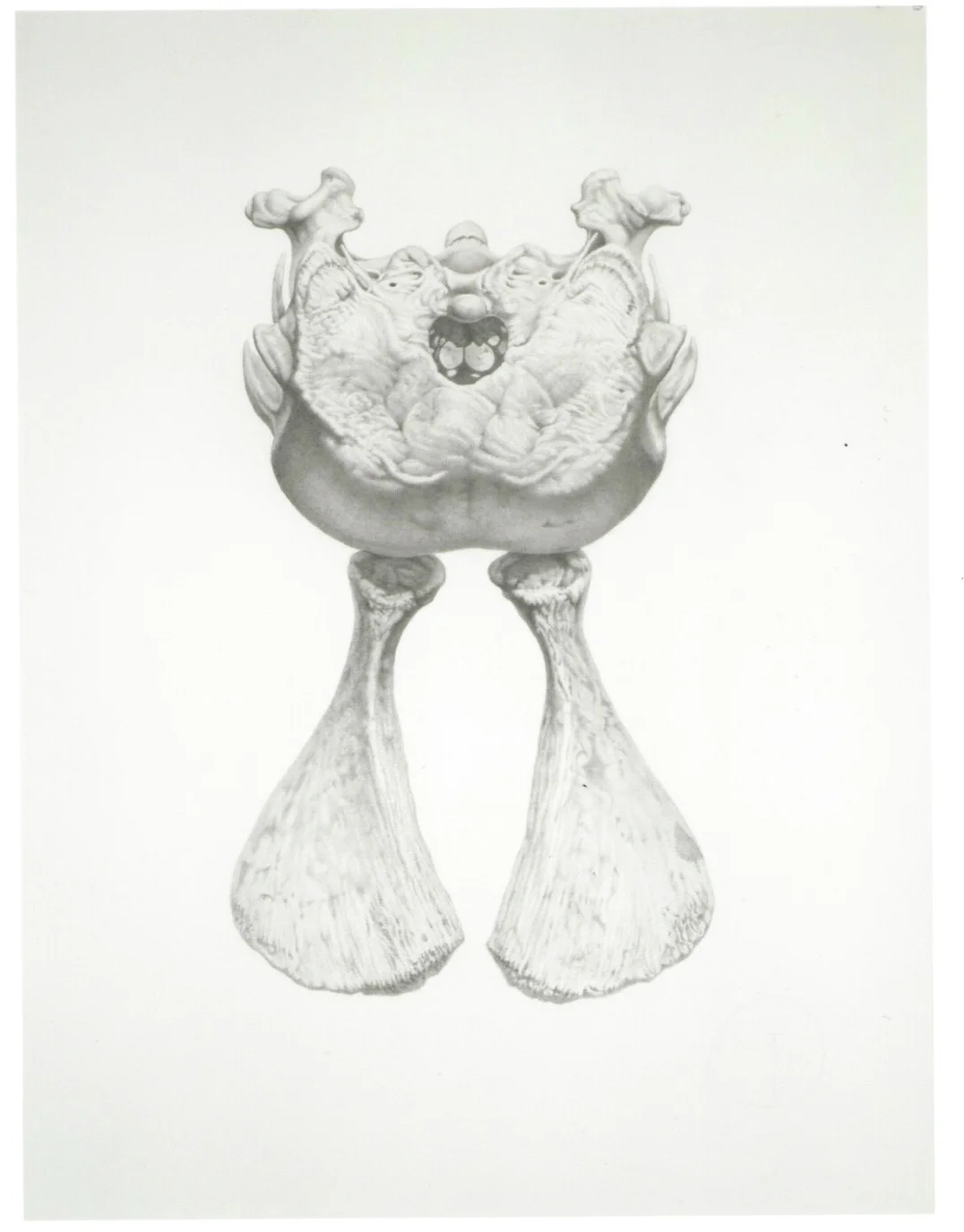 Gendron Jensen Untitled (BIDDEN V) raven skull and turtle scapula bones graphite on paper 40 x 30 inches 2010