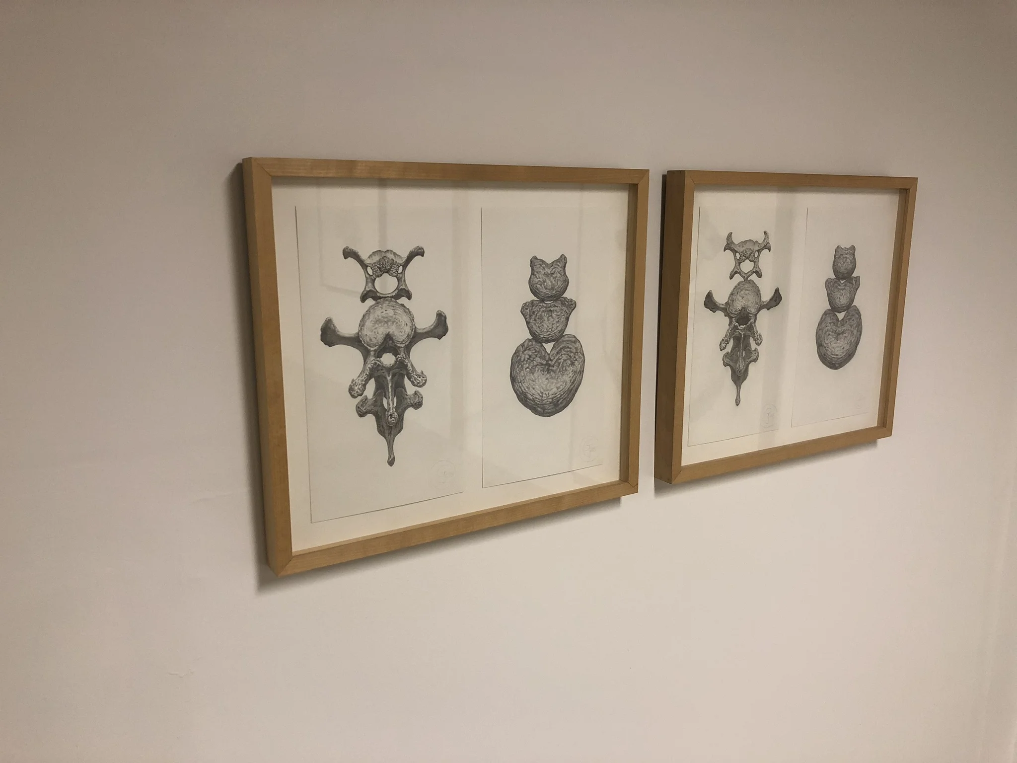  Gendron Jensen Untitled (diptych) Bear bones Graphite on paper 14 x 15 ½ inches 2005  Gendron Jensen Untitled (diptych) Bear bones Graphite on paper 14 x 15 ½ inches 2005    