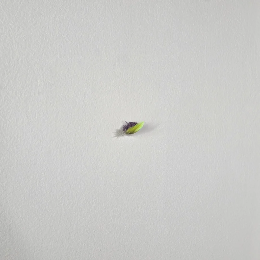  Brandon Behning compulsory construction | psittaciform residuum  (A single word for sensations accompanying the sudden realization that if anything were ever to happen to him, I might never find out.)  2026 ~ ⅗ x ½ x 1 inches ...or about half as big