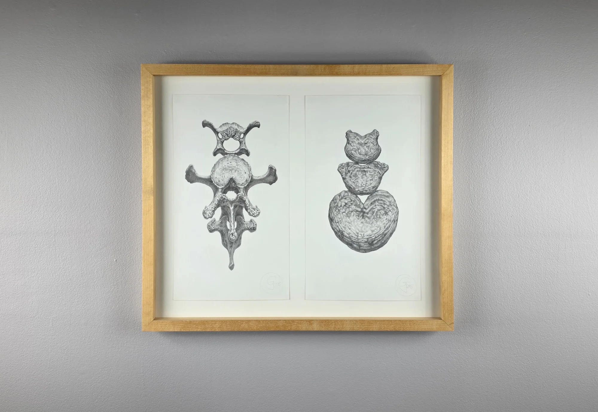  Gendron Jensen Untitled (diptych) Bear bones 2005 Graphite on paper 14 x 15 ½ inches 