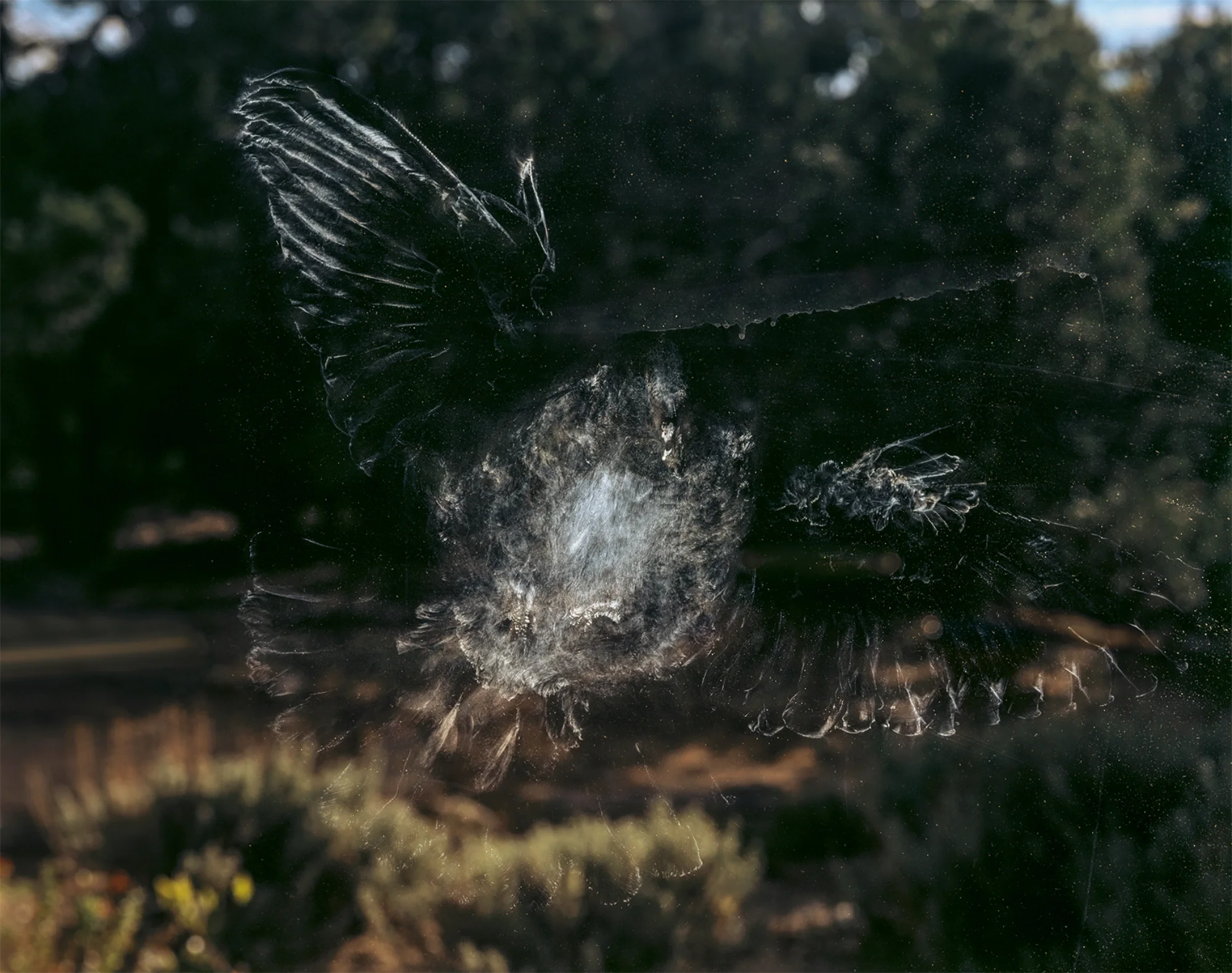  Mary Peck White-winged Dove 21 ⅛ x 16 ⅞ inches 2025 archival pigment print 
